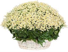 Цветочная композиция из Ромашки в корзине #REPLACE_PRED# Володарске