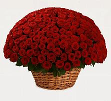 Премиум букет из: Розы в Володарске